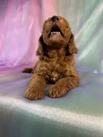 Male Mini Goldendoodle 2325 , a male Miniature Goldendoodle for sale in Joice, IA – 2 of 9