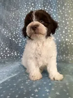 Male Schnoodle 2346, a male Schnoodle for sale in Joice, IA – 4 of 10