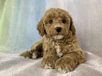 Female Bichon Poo 2400, a male Schnoodle for sale in Joice, IA – 1 of 10