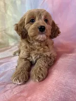 Female Cockapoo 2261 , a female Poochon for sale in Joice, IA – Photo 9 of 10
