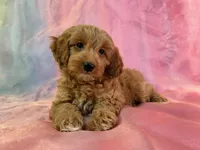 Female Cockapoo 2261 , a female Poochon for sale in Joice, IA – Photo 2 of 10