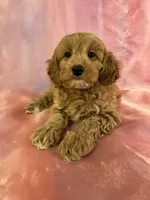 Female Cockapoo 2261 , a female Poochon for sale in Joice, IA – Photo 8 of 10