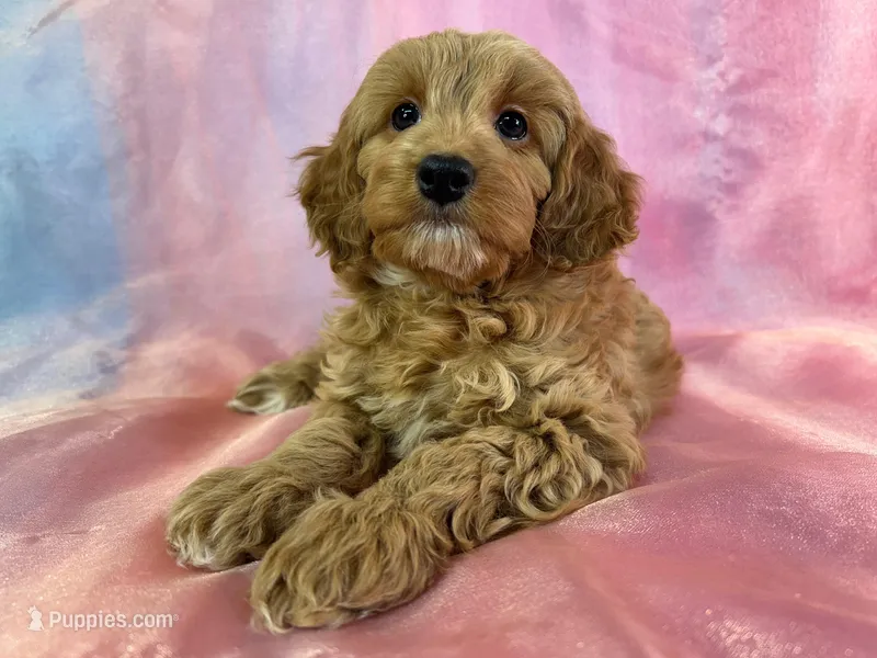 Female Cockapoo 2261 , a female Poochon for sale in Joice, IA – Photo 1 of 10