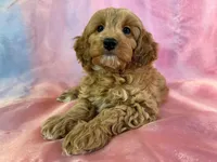 Female Cockapoo 2261 , a female Poochon for sale in Joice, IA – Photo 1 of 10