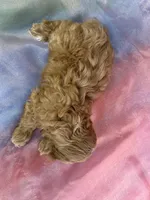 Female Cockapoo 2261 , a female Poochon for sale in Joice, IA – Photo 10 of 10
