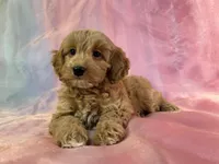 Female Cockapoo 2261 , a female Poochon for sale in Joice, IA – Photo 5 of 10