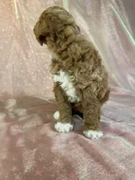 Male Bichon poo 2305, a male Cockapoo for sale in Joice, IA – 7 of 8