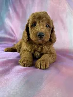 Male Mini Goldendoodle 2325 , a male Miniature Goldendoodle for sale in Joice, IA – 9 of 9