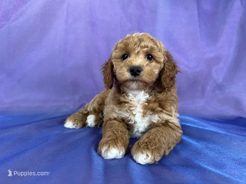 Female cockapoo 2308 – Cockapoo puppy for sale in Joice, IA
