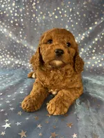 Female Cockapoo 2390, a female Cockapoo for sale in Joice, IA – 4 of 10