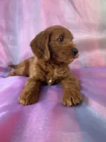 Male Mini Goldendoodle 2326 , a male Miniature Goldendoodle for sale in Joice, IA – 6 of 10