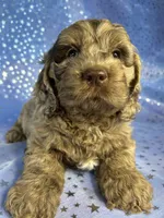Merle Cockapoo , a male Cockapoo for sale in Joice, IA – 9 of 9