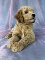 Male Bichon poo 2357, a male Bichpoo for sale in Joice, IA – 4 of 9