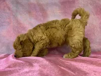 Male Bichon poodle 2335, a male Bichpoo for sale in Joice, IA – 9 of 10
