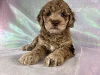 Female mini Goldendoodle 2318, a female Miniature Goldendoodle for sale in Joice, IA – 1 of 10