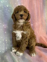 Female Bichon poo 2322 , a female Bichpoo for sale in Joice, IA – 6 of 10
