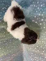 Male Schnoodle 2346, a male Schnoodle for sale in Joice, IA – 5 of 10