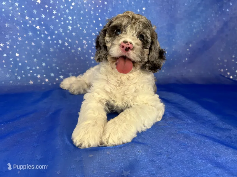 Female Cockapoo 2314 – Cockapoo puppy for sale in Joice, IA
