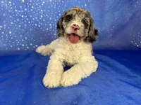 Female Cockapoo 2314, a female Cockapoo for sale in Joice, IA – 1 of 10