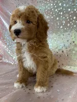 Male Bichon Poodle 2339, a male Bichpoo for sale in Joice, IA – 10 of 10