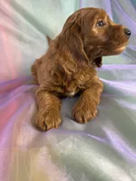 Male Mini Goldendoodle 2326 , a male Miniature Goldendoodle for sale in Joice, IA – 10 of 10