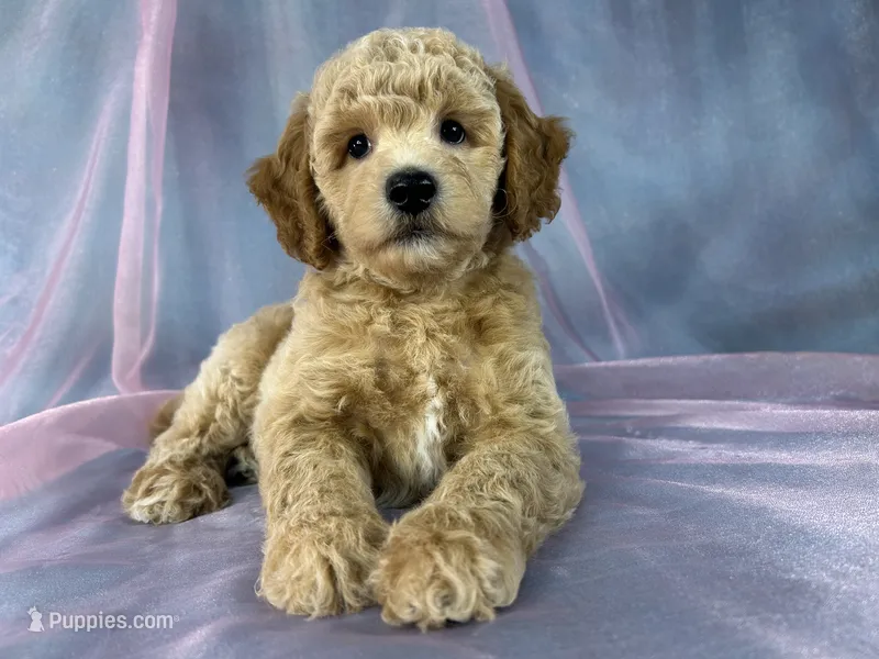Male Bichon poo 2357 – Bichpoo puppy for sale in Joice, IA