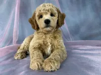Male Bichon poo 2357, a male Bichpoo for sale in Joice, IA – 1 of 9
