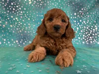 Female Mini Goldendoodle 2310 , a female Miniature Goldendoodle for sale in Joice, IA – 8 of 10