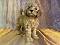 Female Mini Goldendoodle 2294, a female Miniature Goldendoodle for sale in Joice, IA – 3 of 10