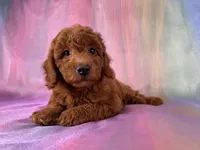 Female Mini Goldendoodle 2329, a female Miniature Goldendoodle for sale in Joice, IA – 3 of 10