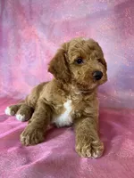 Male Bichon Poodle 2336 , a male Bichpoo for sale in Joice, IA – 4 of 8
