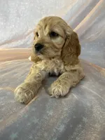 Male Cockapoo 2298, a male Cockapoo for sale in Joice, IA – 6 of 9