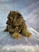 Male cockapoo 2315, a male Cockapoo for sale in Joice, IA – 8 of 10