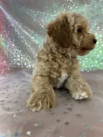 Male Bichon poo 2340, a male Bichpoo for sale in Joice, IA – 2 of 8