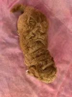 Male Bichon poodle 2335, a male Bichpoo for sale in Joice, IA – 10 of 10