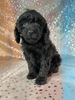 Female Poodle 2381, a female Poodle - Miniature  for sale in Joice, IA – 2 of 9