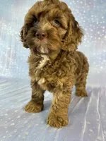 Male cockapoo 2315, a male Cockapoo for sale in Joice, IA – 2 of 10