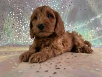 Male Mini Goldendoodle 2255, a male Miniature Goldendoodle for sale in Joice, IA – Photo 2 of 7