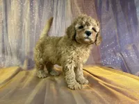 Female Mini Goldendoodle 2294, a female Miniature Goldendoodle for sale in Joice, IA – 4 of 10