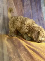 Female Mini Goldendoodle 2294, a female Miniature Goldendoodle for sale in Joice, IA – 5 of 10