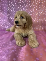 Female Cockapoo 2351, a female Cockapoo for sale in Joice, IA – 2 of 9