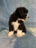Male Schnoodle 2347, a male Schnoodle for sale in Joice, IA – 6 of 9
