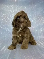 Male cockapoo 2315, a male Cockapoo for sale in Joice, IA – 7 of 10
