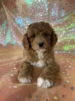 Male Cockapo 2392, a male Cockapoo for sale in Joice, IA – 3 of 10