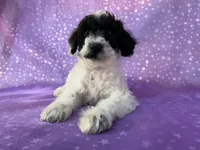 Male Schnoodle 2296, a male Schnoodle for sale in Joice, IA – 2 of 7
