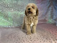 Male Bichon poo 2340, a male Bichpoo for sale in Joice, IA – 7 of 8