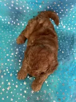 Female Mini Goldendoodle 2310 , a female Miniature Goldendoodle for sale in Joice, IA – 5 of 10