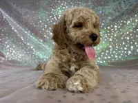 Male Bichon poo 2340, a male Bichpoo for sale in Joice, IA – 3 of 8