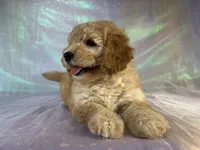 Female mini Goldendoodle 2317 , a female Miniature Goldendoodle for sale in Joice, IA – 4 of 10