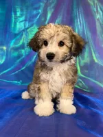 Schnoodle male 2344 , a male Schnoodle for sale in Joice, IA – 5 of 9